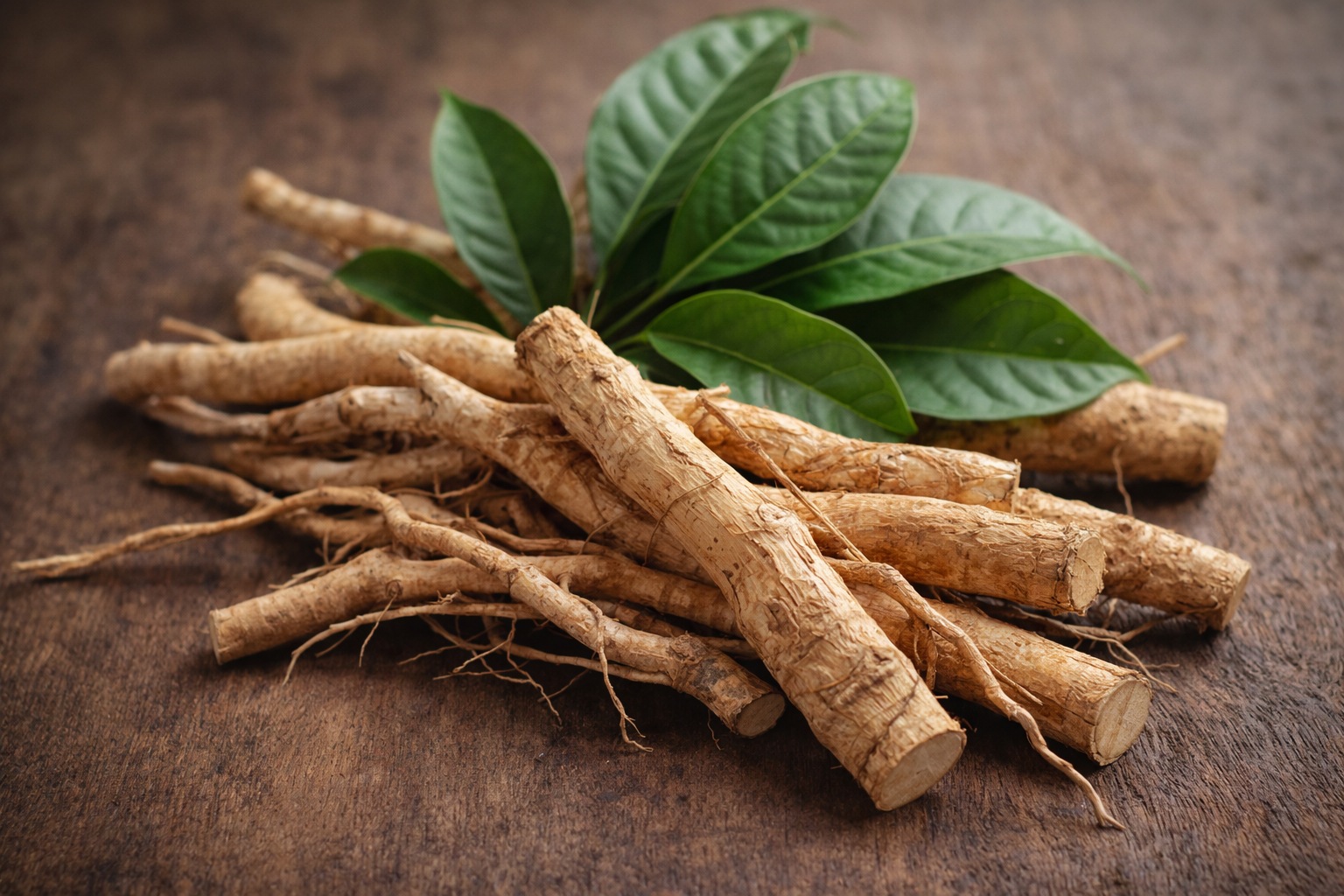 Tongkat Ali root - natural testosterone amplification herb